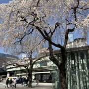 日本橋に桜咲く