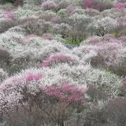 100種類・4000本の梅景色