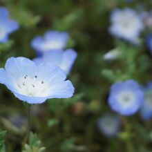 丘一面のネモフィラの花。