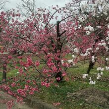 梅の時期でした