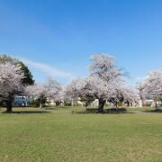 豊川稲荷に隣接する桜の樹が多い公園