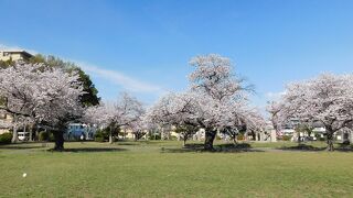 豊川稲荷に隣接する桜の樹が多い公園