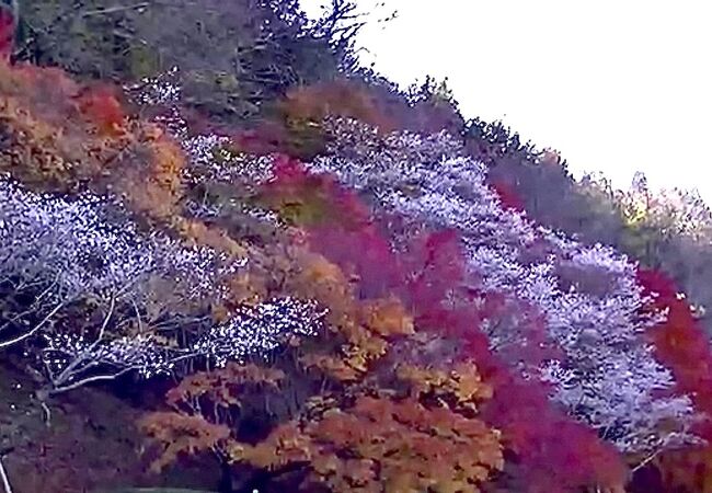 小原の四季桜