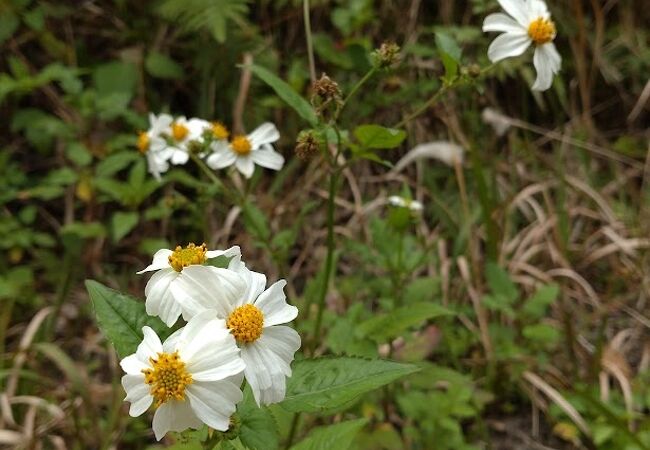 奄美群島国立公園ビジターセンター 奄美自然観察の森