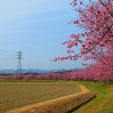 北浅羽桜堤公園