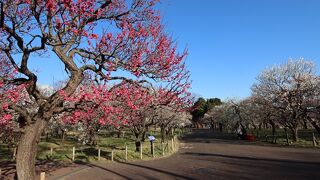 郷土の森 梅まつり
