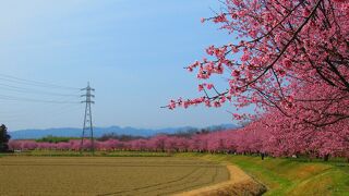 圧巻の桜並木