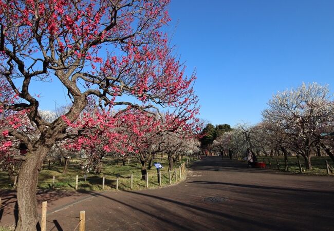 郷土の森 梅まつり