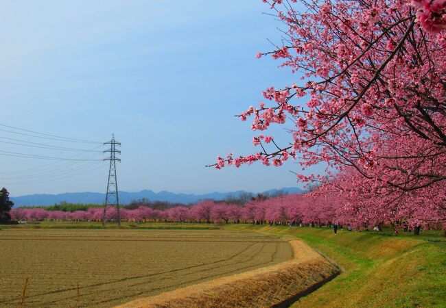 北浅羽桜堤公園