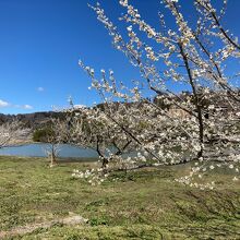 ろうかく梅林とろうかく湖