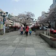 道脇にも歩道脇にも桜があるので豪華に感じる桜並木です