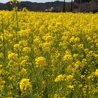 送迎ありの近くの菜の花畑