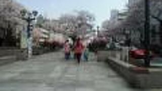 道脇にも歩道脇にも桜があるので豪華に感じる桜並木です