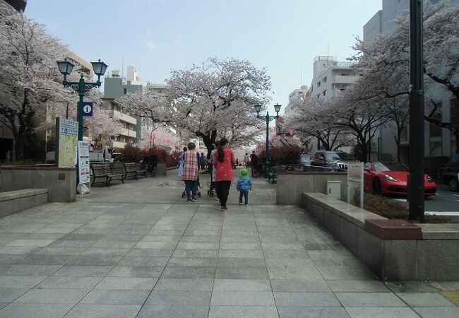 道脇にも歩道脇にも桜があるので豪華に感じる桜並木です