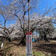 3月19日でも結構、桜が咲いていました。露店は22日から出る予定です。