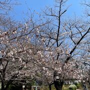 3月20日現在、桜は5分咲きといったところです。