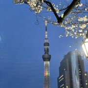 3月20日現在、桜の開花は2&#12316;3分咲きと言った感じでした。