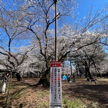 3月19日でも、かなり桜が咲いていました。