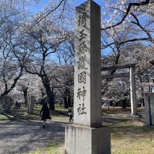 3月19日でも、かなり桜が咲いていました。
