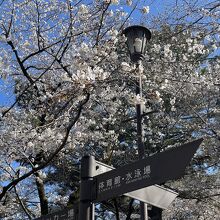 3月19日でも、かなり桜が咲いていました。