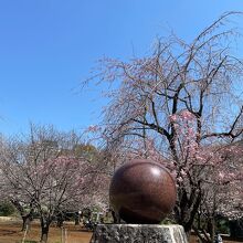 3月20日現在の桜の様子