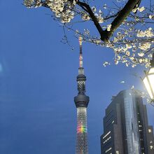 3月20日現在、桜はこれからといった感じでした。