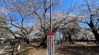 3月19日でも結構、桜が咲いていました。露店は22日から出る予定です。