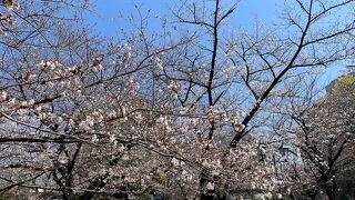 3月20日現在、桜は5分咲きといったところです。
