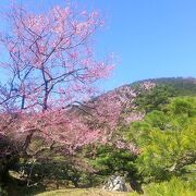 美しい庭園は梅から桜へ