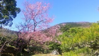 美しい庭園は梅から桜へ