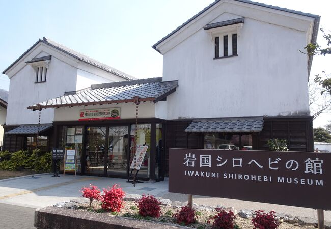 珍しいシロヘビを展示