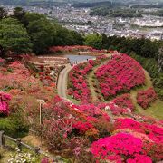 つつじの赤と周囲の緑が美しい