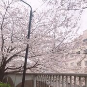 桜の季節