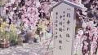 境内にある中村勘九郎さんの「枝垂れ梅」