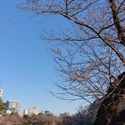 東京:3月20日、二分咲きの頃