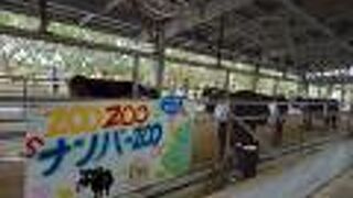 ライブや食べ物や夢の牛を当てる抽選会など盛り沢山の楽しめるイベント