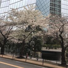 ミッドタウンに行く途中に咲いてる桜
