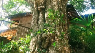 小仏のカゴノキ (宝珠寺)