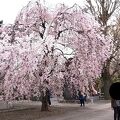 隠れた桜の名所です