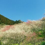 入園料はお気持ちで