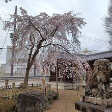 枝垂桜