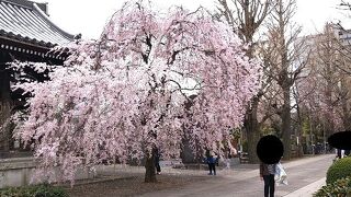 隠れた桜の名所です