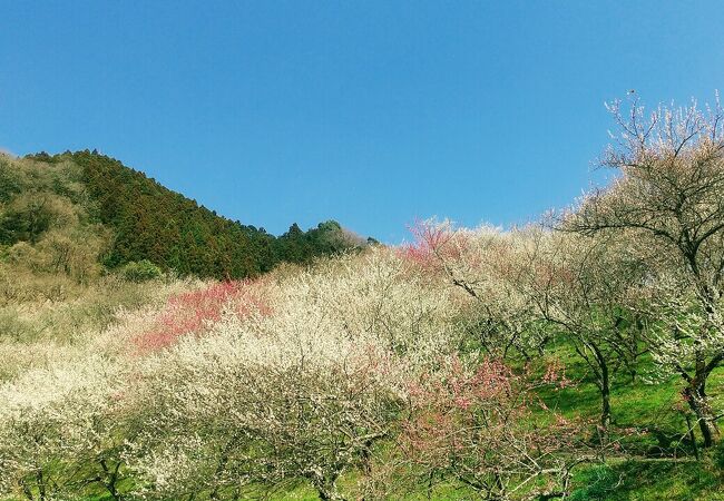 入園料はお気持ちで