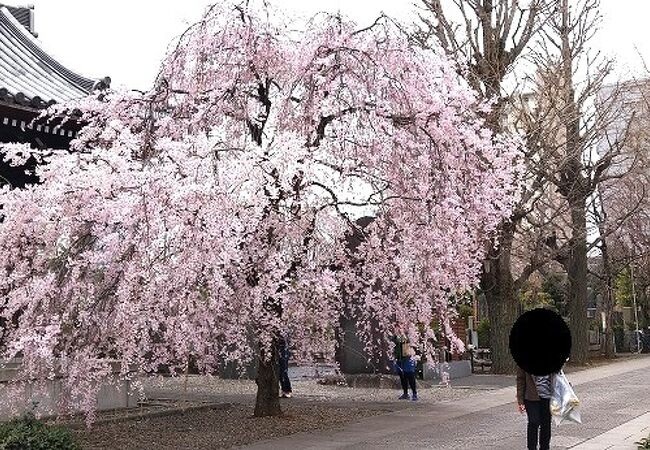 隠れた桜の名所です