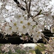 解禁！４年ぶりの“お花見宴会”東京が全国で一番早い開花となりましたヾ(*＾ω＾)oｳﾌﾌｯ♪♪