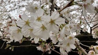 解禁！４年ぶりの“お花見宴会”東京が全国で一番早い開花となりましたヾ(*＾ω＾)oｳﾌﾌｯ♪♪