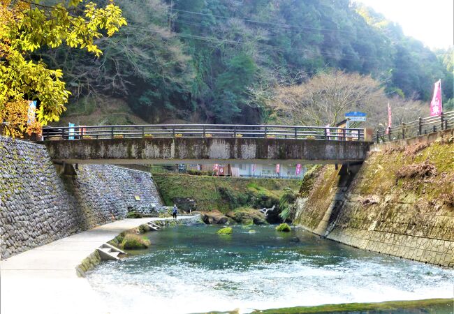 新川渓谷;2月でも新黄/緑葉の樹木が♪