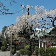 江戸城紅葉山を模した奥庭のしだれ桜が見事でした。
