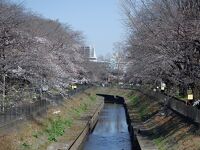 善福寺川緑地