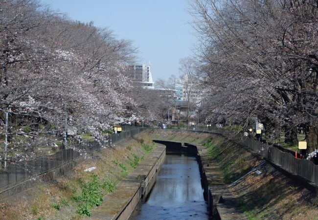 花見の時期に是非ともお勧めです。